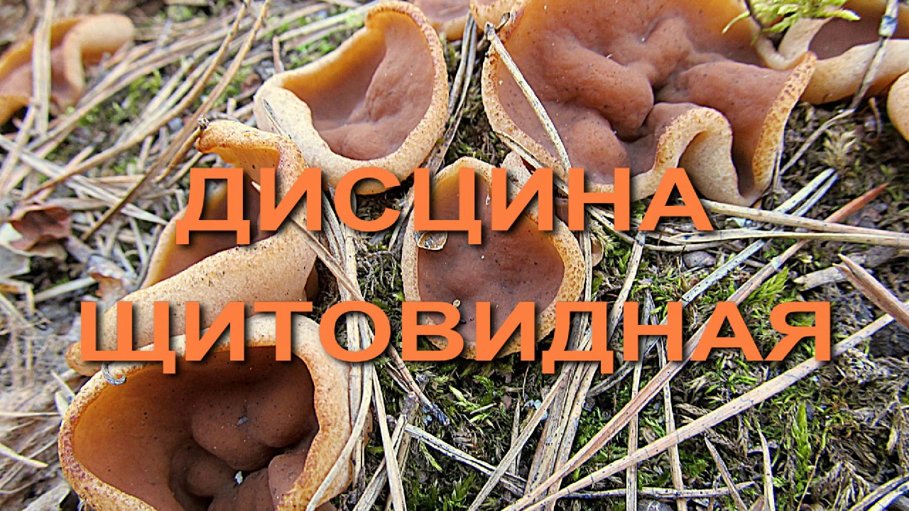 Дисцина щитовидная- весенний гриб.