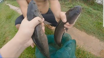 Câu cá lóc, câu cặm cá lóc ngày mưa và cái kết hú hồn, cuộc sống miền núi. Fishing | Qiuq TV.