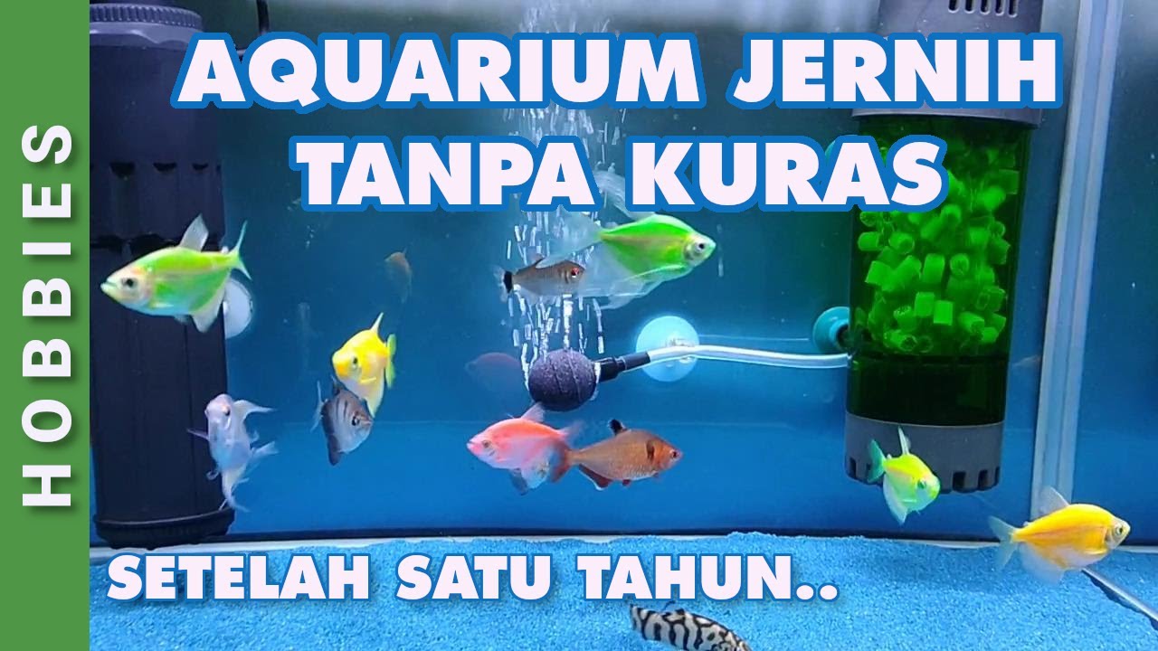 AQUARIUM JERNIH TANPA REPOT KURAS YouTube