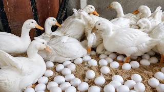 High Productivity Duck Farm: Daily Egg Harvest from Free-Range Ducks