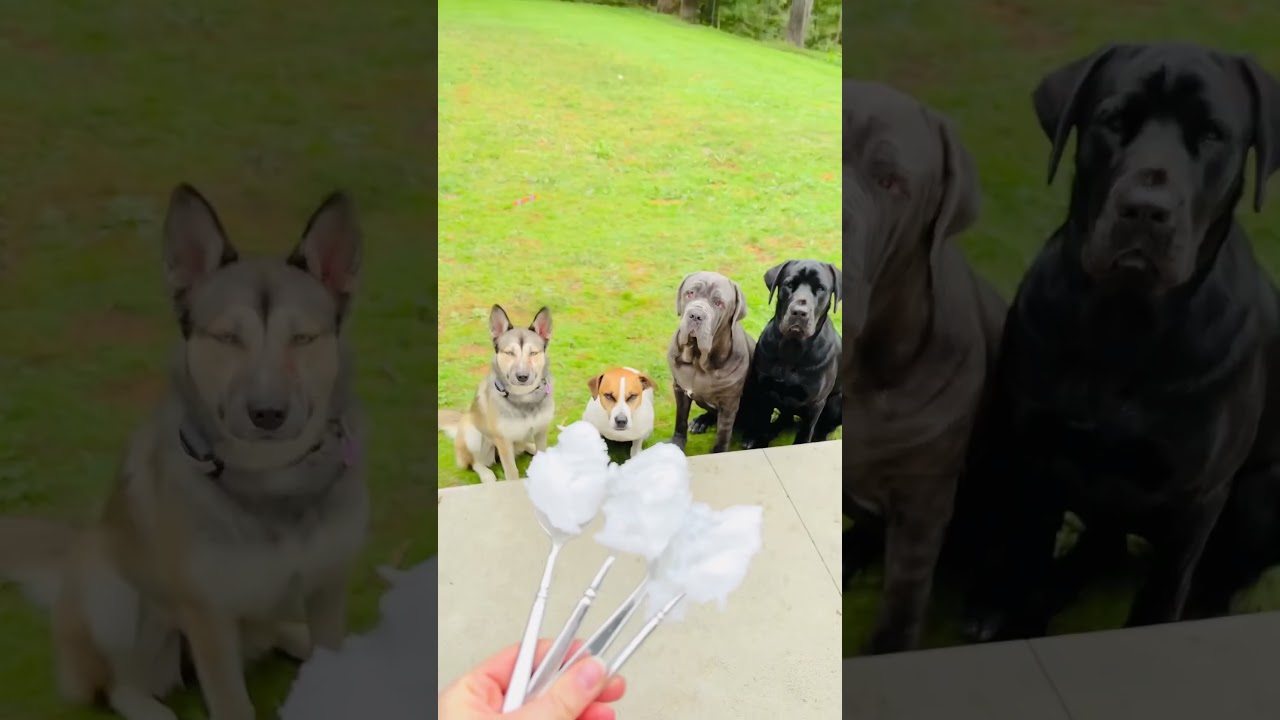 Who should I give coconut oil first????? 