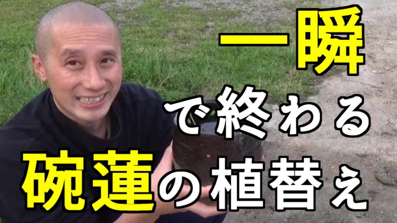 一瞬で終わる碗蓮の植替え 蓮和尚 生蓮寺 Youtube