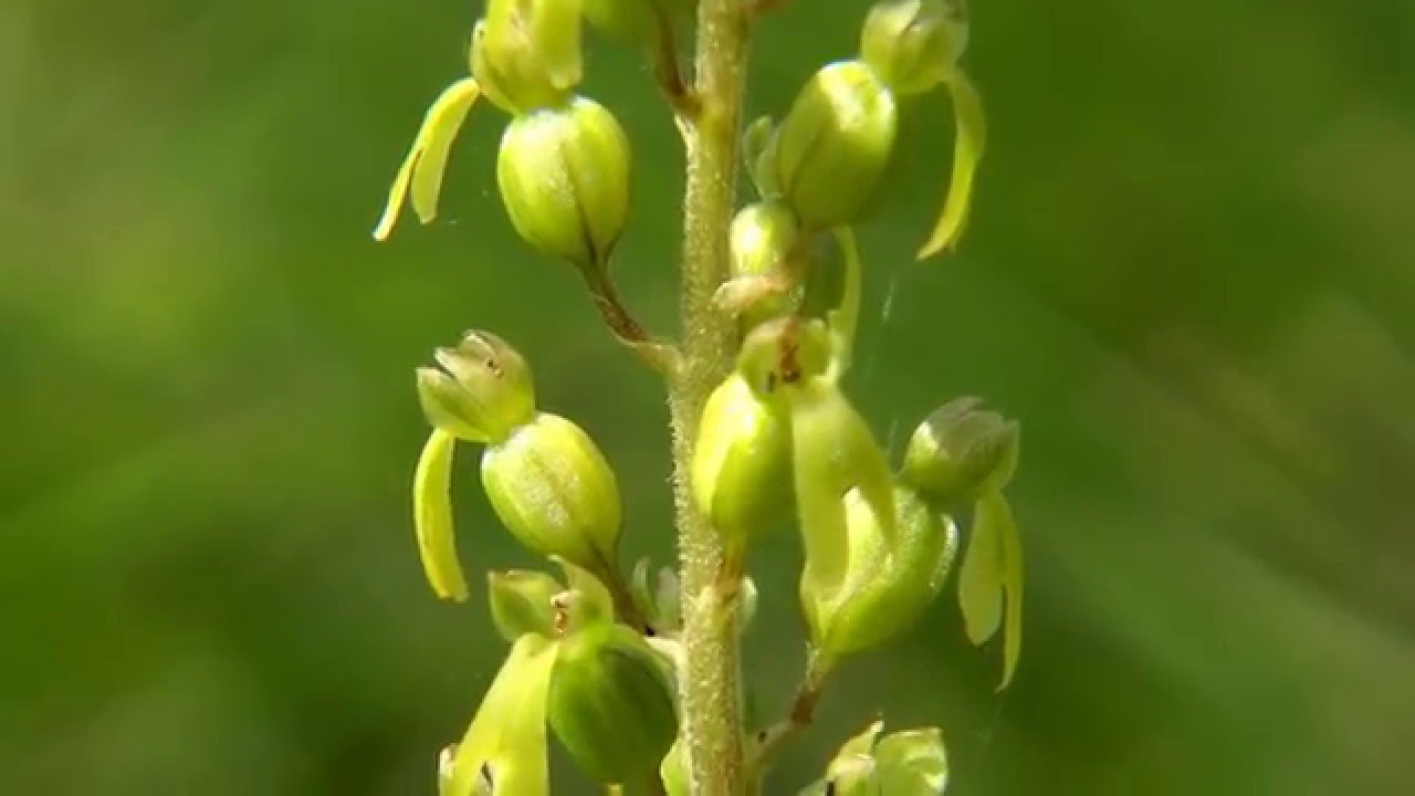 Ohnsporn, Gelbe Bienen-Ragwurz, Hummel-Ragwurz