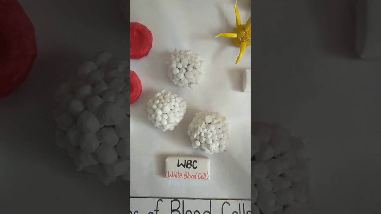 model on type of blood cells