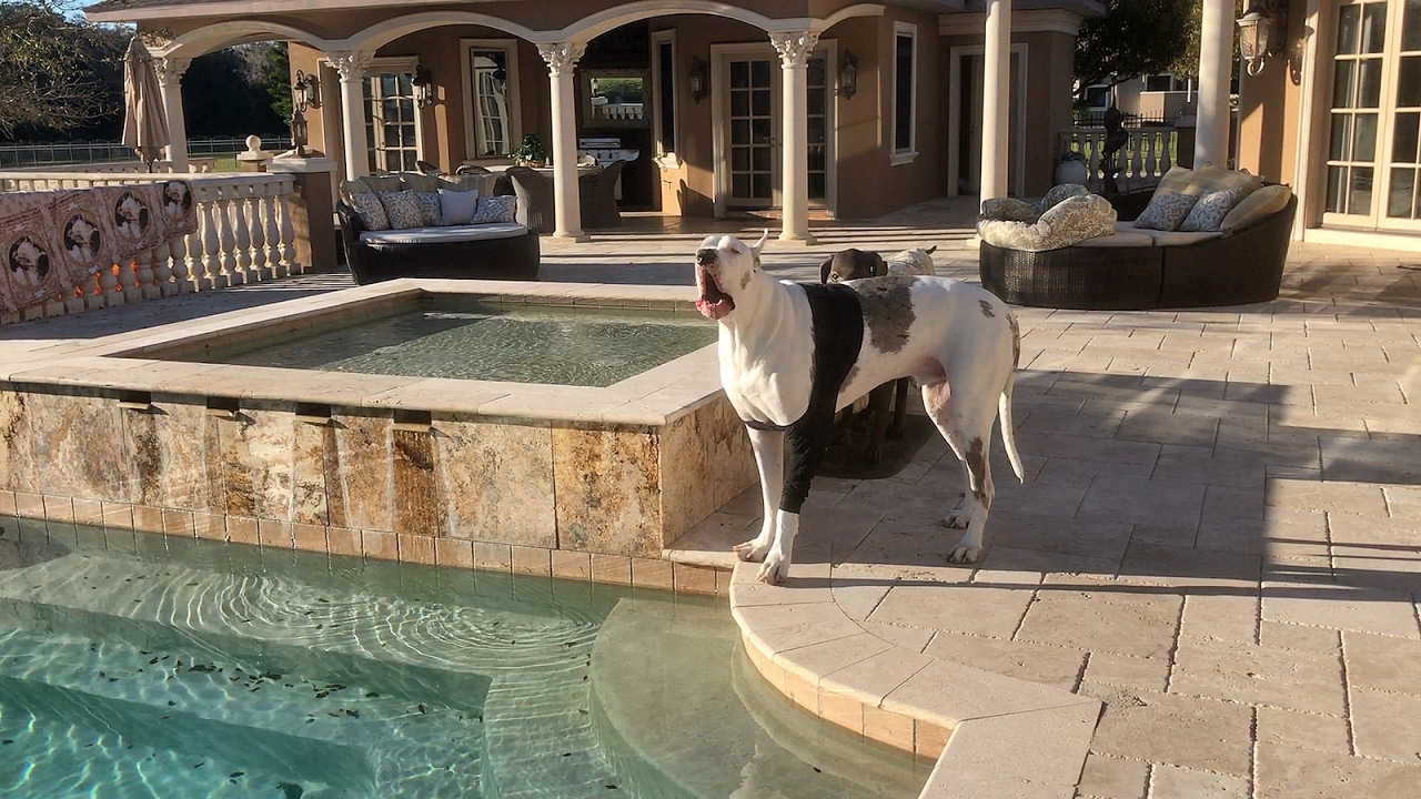 Deaf Great Dane argues about not going for a swim