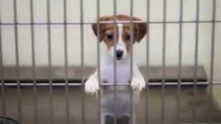Pet Adoption PSA