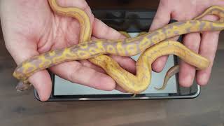 Banana Leopard Pin (Blitz?) Clutch 14 Update!