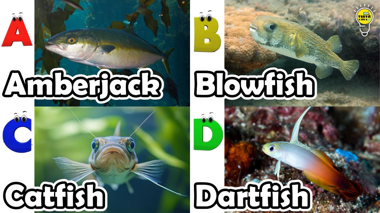 Морские животные для детей | Изучение животных по алфавиту | Песенка про морских животных по алфа...