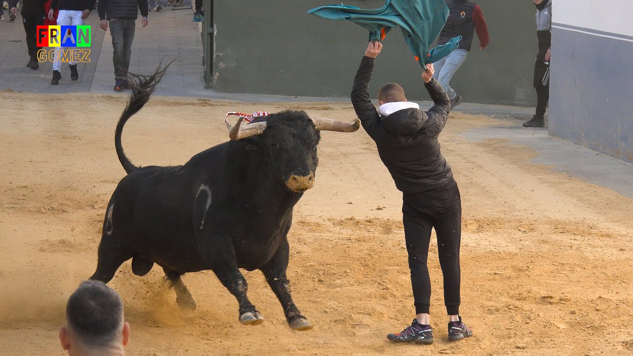 2 Toros cerriles en Benavites (Valencia) 2026 Bou de Gener - Fran Gomez Bous Al Carrer