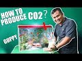 AQUARIUM SAND FALL -  HOW TO PRODUCE CO2 FOR LIVEPLANTS(THIS IS IT!)
