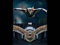 Vampire Bat Vs Nocturnal Falcon Great Grey Owl Owl Duck Pigeon 