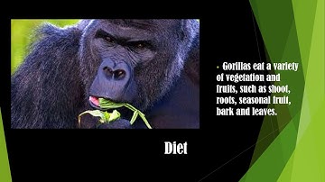 Informative Speech powerpoint video