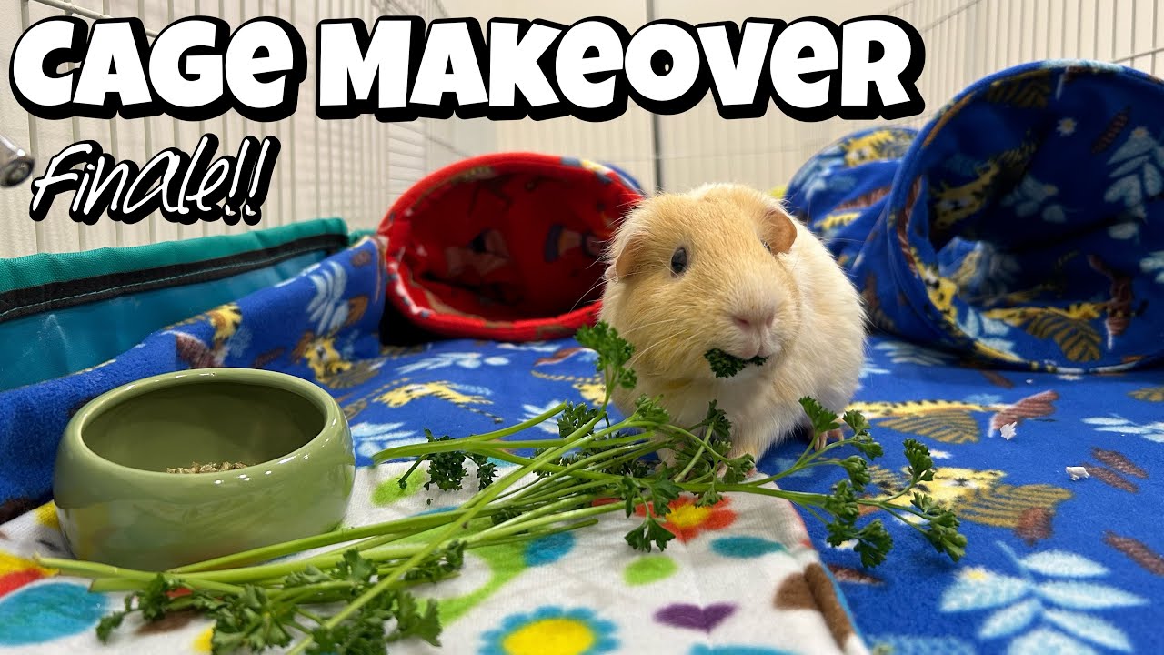 SUPERSIZED MidWest Guinea Pig Cage Set Up CAGE MAKEOVER Finale