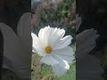 #flowers #loves for my flower#🥰❤️♥️♥️♥️