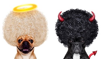 25 BEST Would You Rather Questions Ever