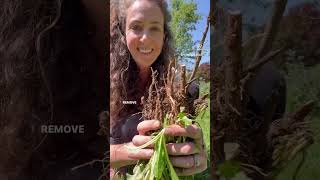 Homemade Roasted Dandelion Root Tea ☕️ 🌼 step-by-step video: dig, process, prep, infuse and enjoy!