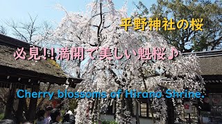 平野神社の桜21 見頃や開花状況 ライトアップあり 京都旅行のオススメ