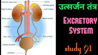 Excretory System science biology science video class Study 91 Nitin sir