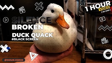 Duck Quack - 1 Hour - 4k - Black Screen - Silence Broken