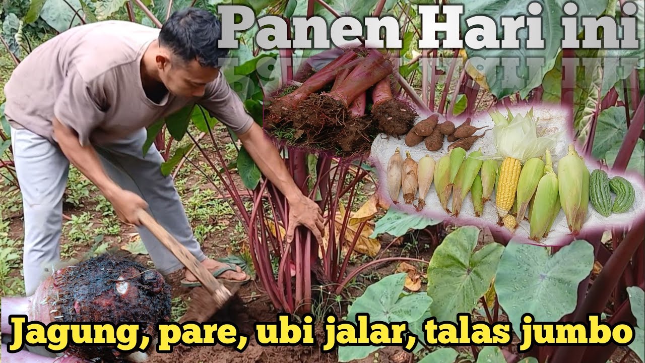 Panen jagung, pare, ubi dan talas di kebun belakang rumah