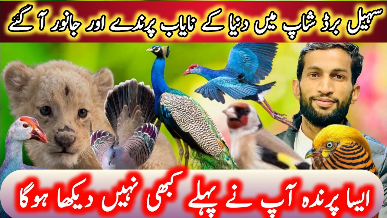 2025 Ma New Birds Aa gay Sohail birds shop Rawalpindi Islamabad Ma
