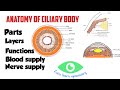 Anatomy of ciliary body  pars plicata  pars plana