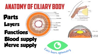 Anatomy Of Ciliary Body Pars Plicata Pars Plana