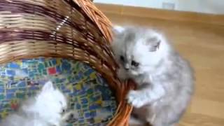 Котята. Приколы. Веселые котята. Котята. Приколы. Веселые котята.