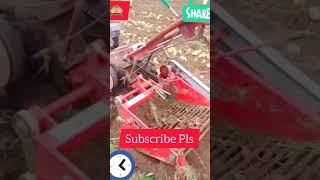 Belarus Tractor Harvesting Potatoes Potatoes Fields How Potatoes Harvesting