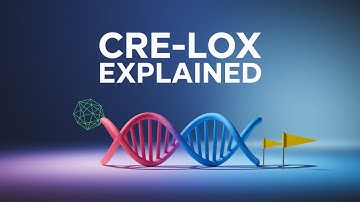 Cre-Lox system and lineage tracing - step by step explanation