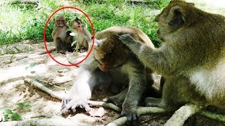 Poor baby monkey - Poor baby monkey playing - Monkeys at Angkor Wat