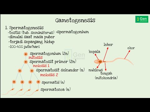 Video: Mengapa spermatid tidak berfungsi sebagai gamet?