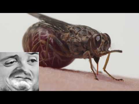 Forsen reacts to A Tsetse Fly Births One Enormous Milk-Fed Baby