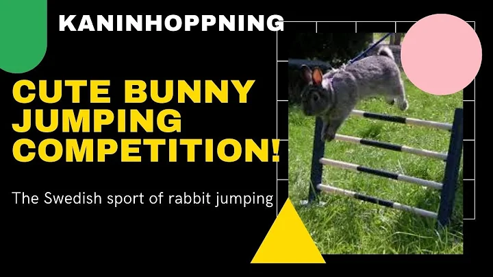 Kaninhoppning Hinder The Swedish Sport of BUNNY Rabbit Hopping Competition