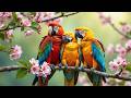 Calming Bird Sounds &amp; Soft Piano 🌸 Spring Garden Atmosphere 💫 Stress Relief &amp; Inner Peace