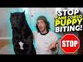 STOP Cane Corso Puppy Biting