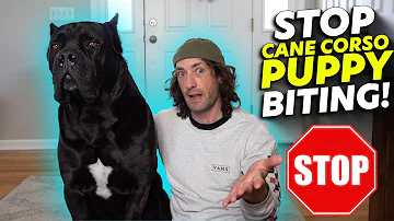 STOP Cane Corso Puppy Biting