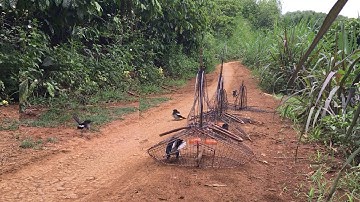 Bẫy chòe than chuyền về nguyên đàn