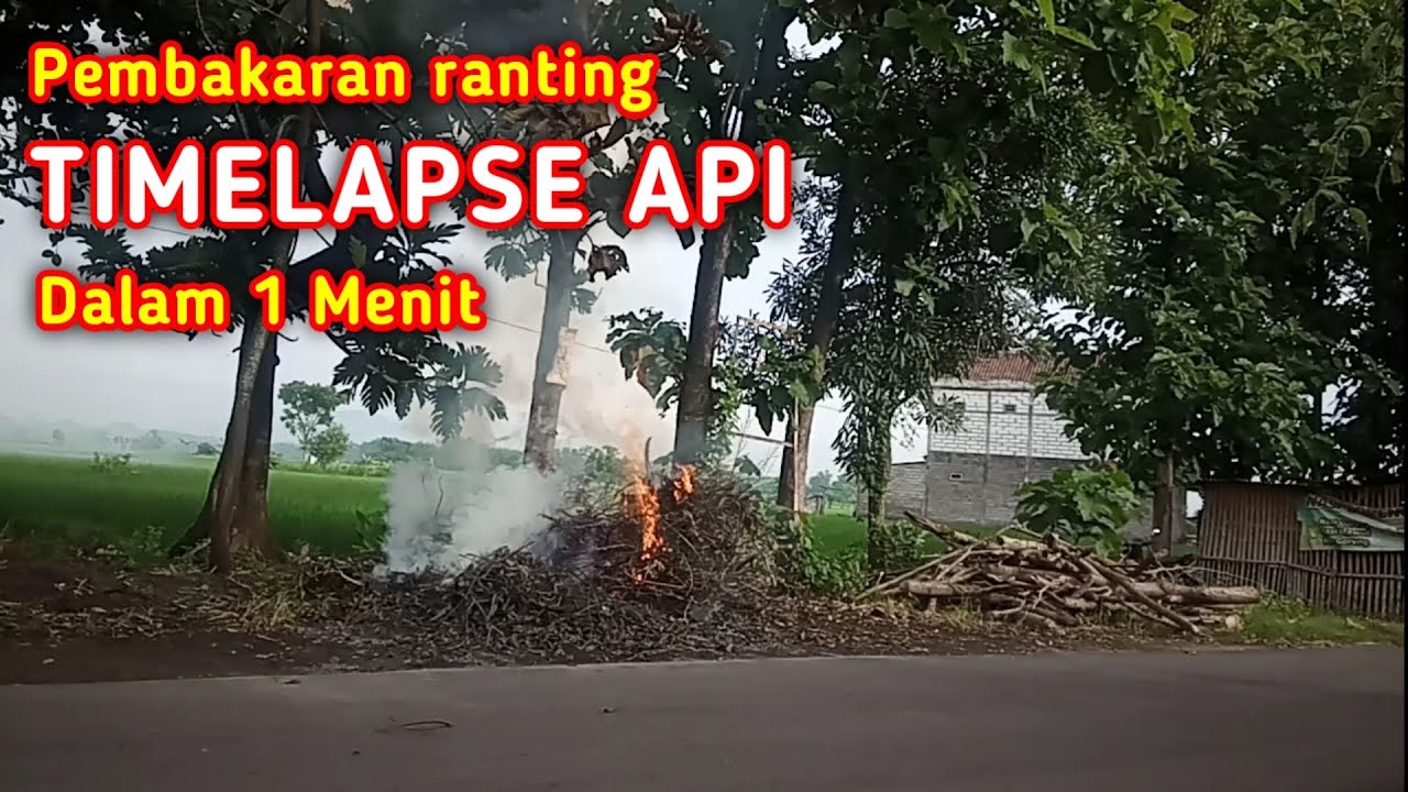 Pembersihan Ranting Pohon Sudut Berbeda: Timelapse 1 Menit - YouTube