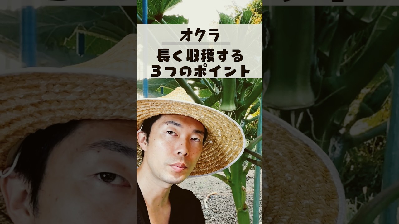 オクラは切るほど良く育つ!秋まで収穫する3つのコツ #家庭菜園 #夏野菜
