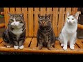 リニューアルしたブランコとねこ。 Renovated swing and Cats  001