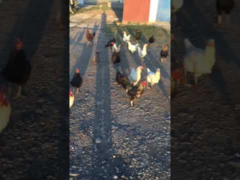 Ağalarla Mevzuya Giderken