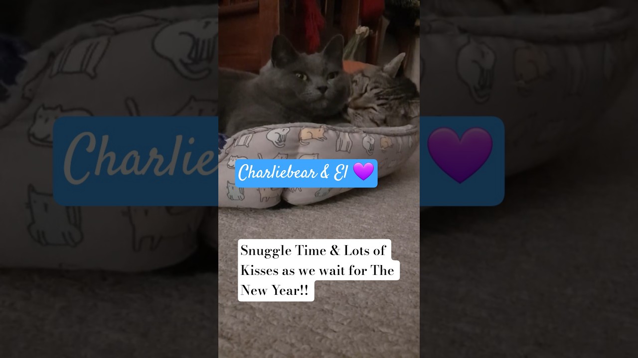 Snuggle Time ! 🤗 My Cats are Best Friends 💜. Sleeping together 🐈 