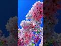 Relaxing Nature Video in 4K UHD”“Romantic Flowers Garden 🌷