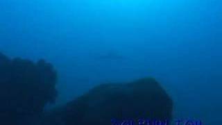 ヤップ島ホワイトチップ Yap Is. whitetip reef shark 080219 No.2 ヤップ島 検索動画35 ヤップ島ホワイトチップ Yap Is. whitetip reef shark 080219 No.2 ヤップ島 検索動画 35