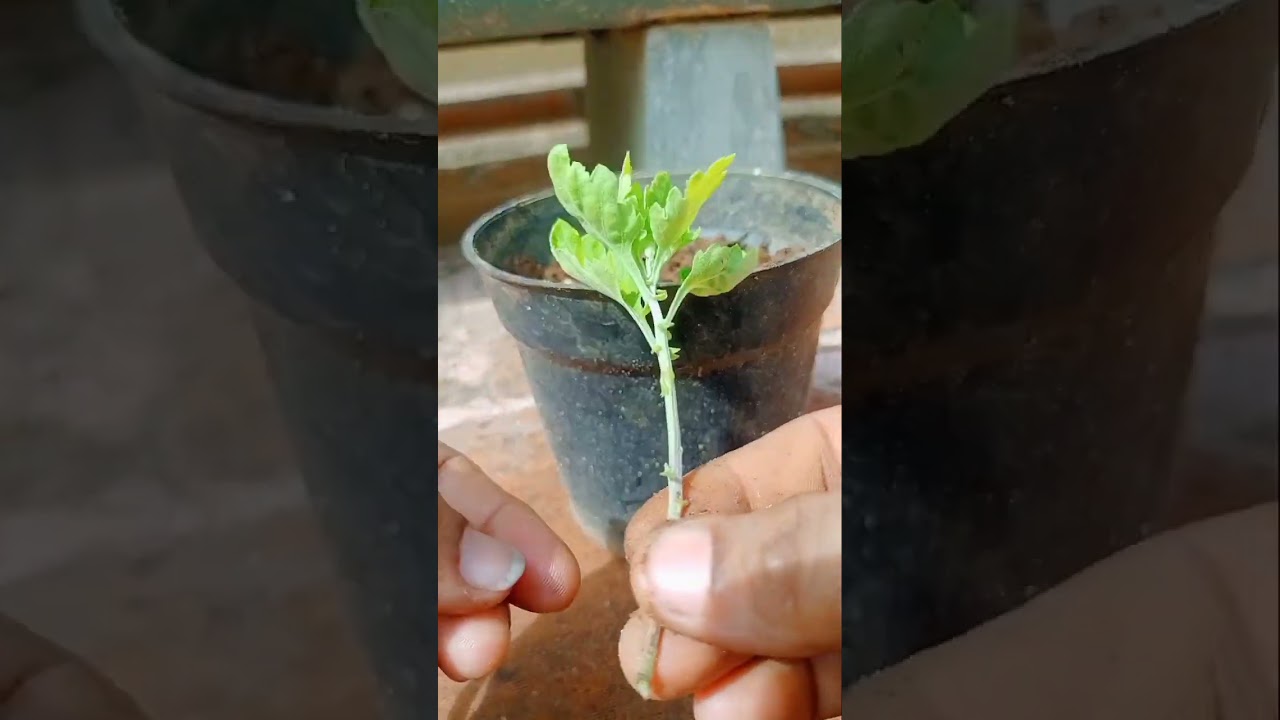 கட்டிங் முறையில் சாமந்தி செடி வளர்ப்பது எப்படி