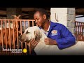 Impact of Guard Dogs on Farming