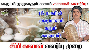 I Made  Lakhs in 16 Days with OYSTER MUSHROOMS!