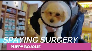 THE VETERINARY PERFORMED SPAYING SURGERY ON PUPPY BOJOLIE by BoJolie The Shih Tzu Poodle 1,940 views 3 years ago 1 minute, 43 seconds