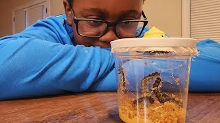 We Raised LIVE Caterpillars Into Chrysalises! 🐛🦋 OBSESSED! | National Geographic Butterfly Kit